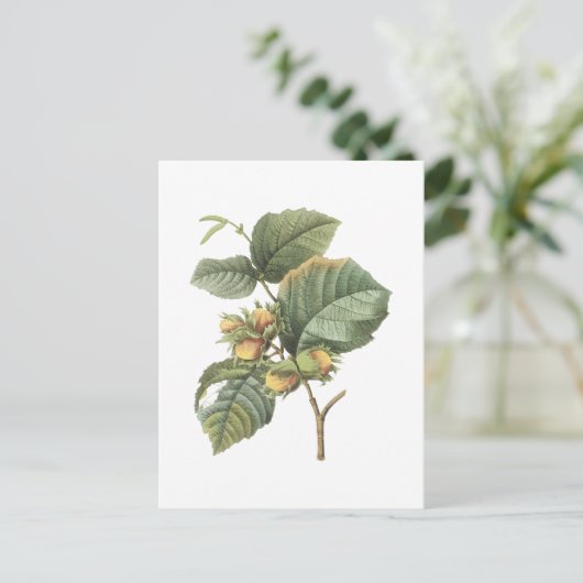 filbert(Corylus maxima)by Redoute ポストカード (スタンド正面)