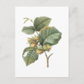 filbert(Corylus maxima)by Redoute ポストカード (正面)