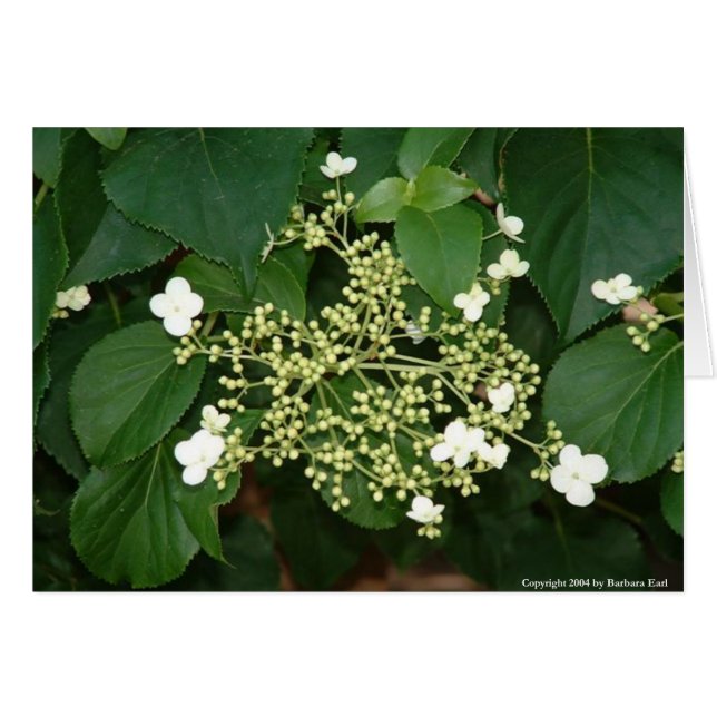 Filoli flowers1 (正面横)