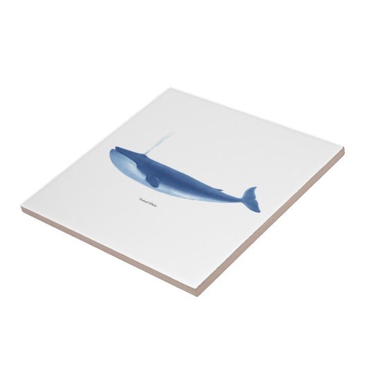 Finbackクジラいいえ4海産獣類の航海のな装飾 タイル (側面)