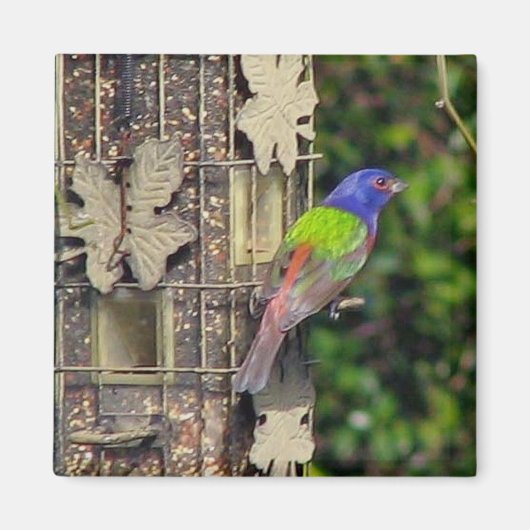 finch-1-2月5-06 マグネット (正面)