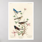 Finch by Audubon Poster ポスター (正面)
