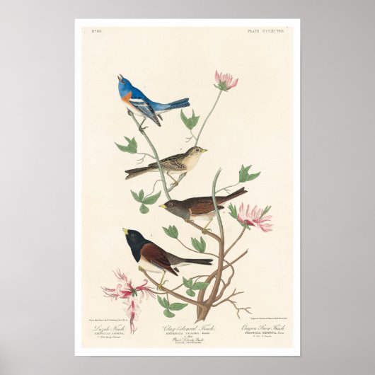 Finch by Audubon Poster ポスター (正面)