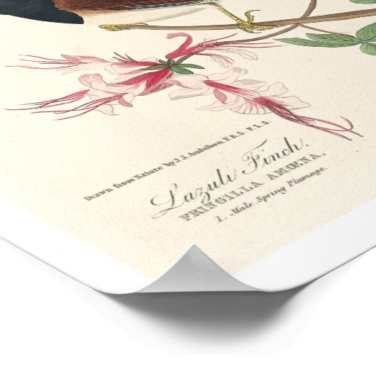 Finch by Audubon Poster ポスター (角)