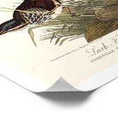 Finch, Sparrow by Audubon Poster ポスター (角)