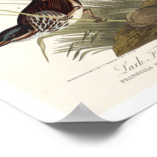 Finch, Sparrow by Audubon Poster ポスター (角)