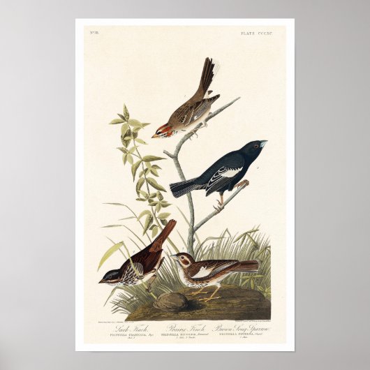 Finch, Sparrow by Audubon Poster ポスター (正面)