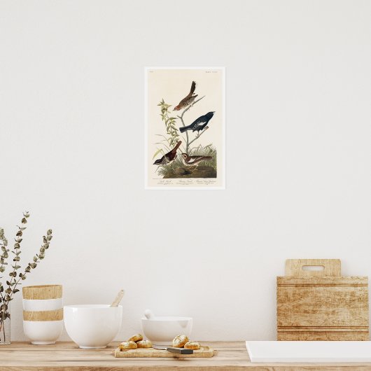 Finch, Sparrow by Audubon Poster ポスター (キッチン)