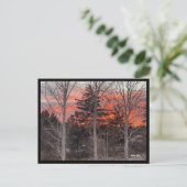 Fire Sky Through Winter Trees ポストカード (スタンド正面)