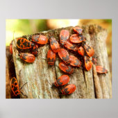 Firebugsポスター ポスター (正面)