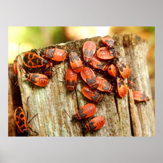 Firebugsポスター ポスター (正面)