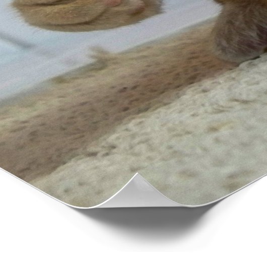 Fireplace Cat ポスター (角)