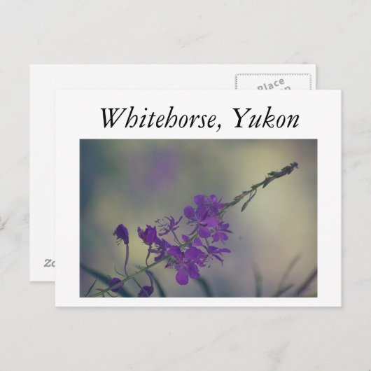 Fireweed、キツネ湖、ホワイトホース、ユーコン ポストカード (正面/裏面)