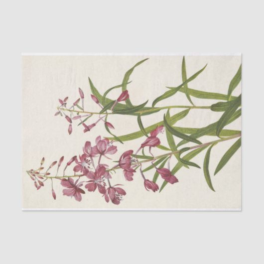 Fireweed by Mary Vaux Walcott 薄葉紙 (正面)