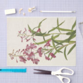 Fireweed by Mary Vaux Walcott 薄葉紙 (クラフト)