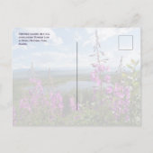 Fireweed Flops, Lake 疑問に思 Denali NP, Alaska ポストカード (裏面)