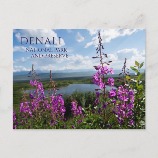 Fireweed Flops, Lake 疑問に思 Denali NP, Alaska ポストカード (正面)