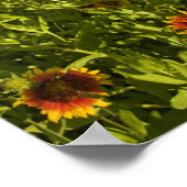 Firewheels Gaillardia pulchella)ワイルドフラワー ポスター (角)