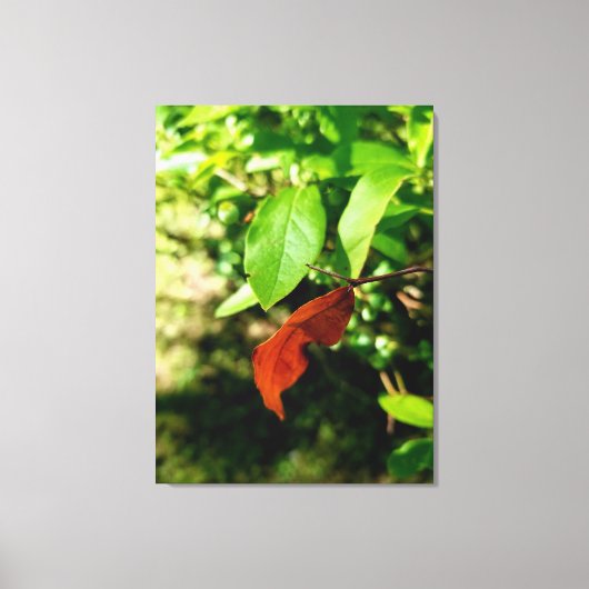First Signs of Fall Canvas Print キャンバスプリント (正面)
