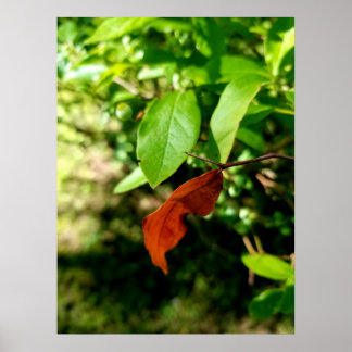 First Signs of Fall Poster Print ポスター