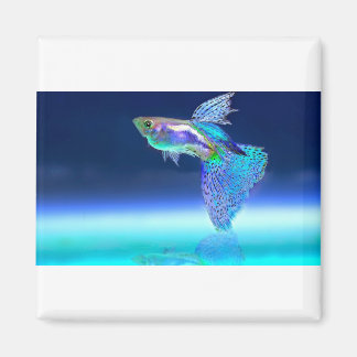 fish-2358741_1920 マグネット