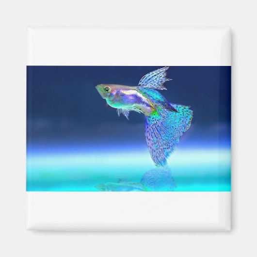 fish-2358741_1920 マグネット (正面)