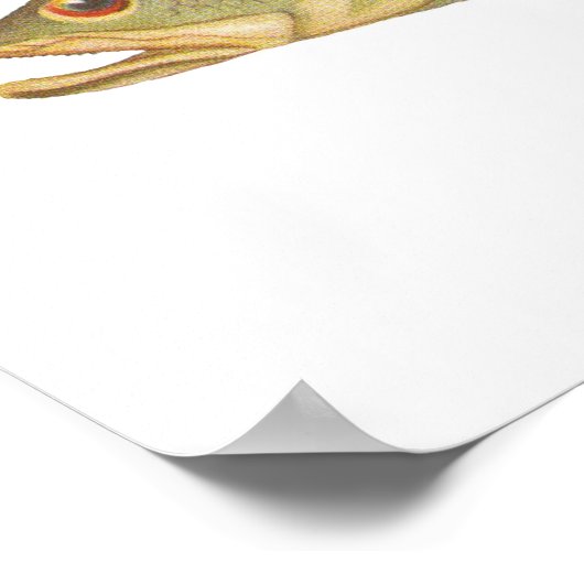 Fish - Barramundi – 領事館 ポスター (角)