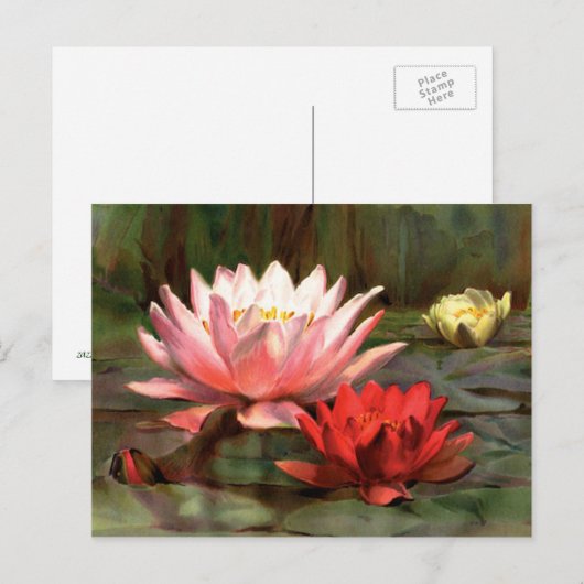 Fish in the Lily Pads – はがき (正面/裏面)