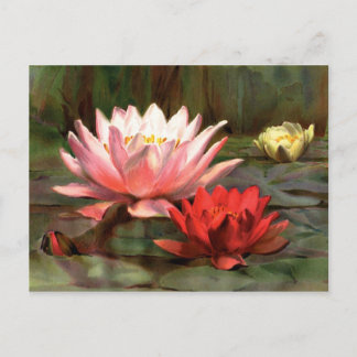 Fish in the Lily Pads – はがき