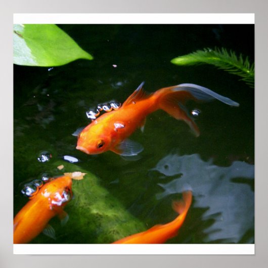 FISH TALES   www.debbie-may.fineartamerica.com ポスター (正面)