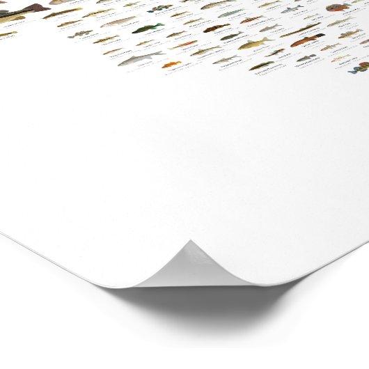 Fishes of Illinois Poster ポスター (角)