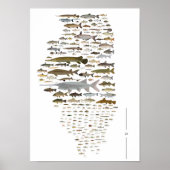 Fishes of Illinois Poster ポスター (正面)