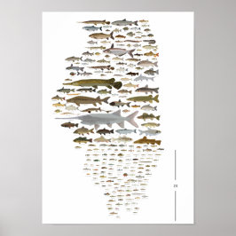 Fishes of Illinois Poster ポスター