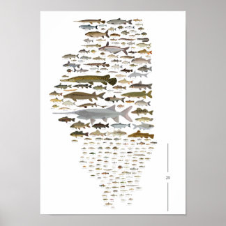 Fishes of Illinois Poster ポスター