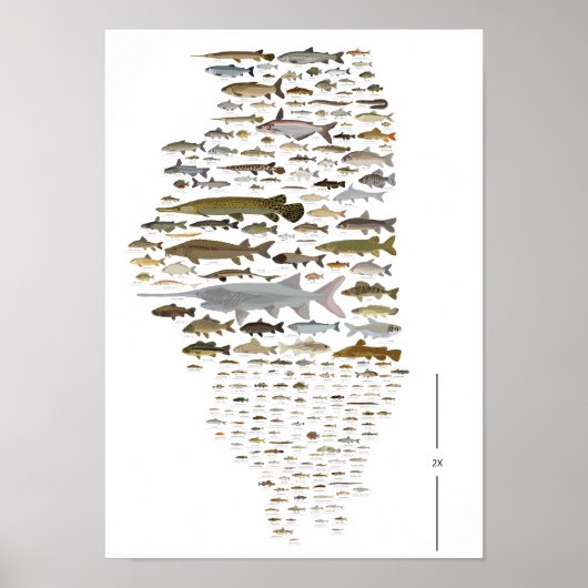 Fishes of Illinois Poster ポスター (正面)