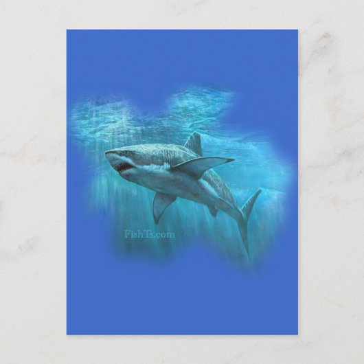 FishTs.comによるSharksコレクション ポストカード (正面)