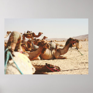 FIVE CAMELS ON FIELD ポスター
