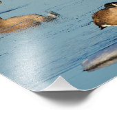 Five Goosestepping Canada Geese フォトプリント (角)