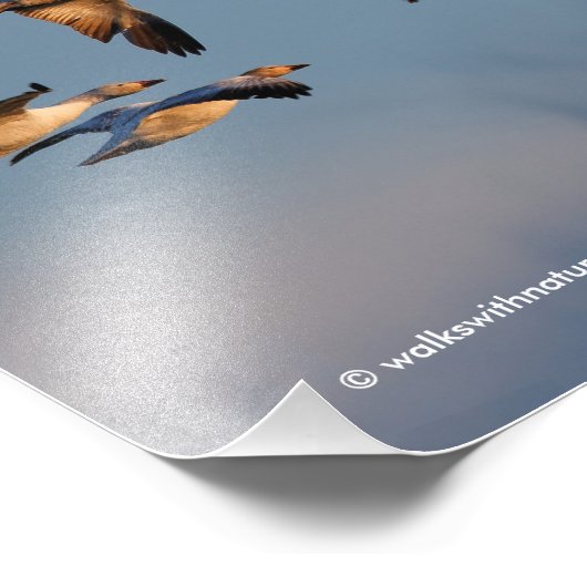 Five Goosestepping Canada Geese フォトプリント (角)