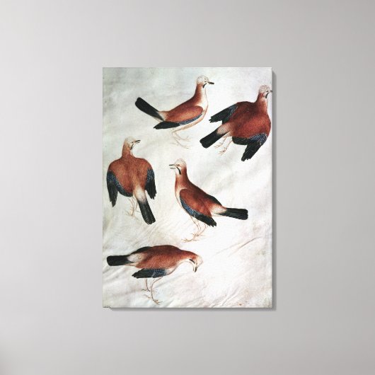 Five Jays, from the Vallardi Album キャンバスプリント (正面)