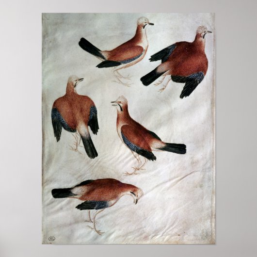 Five Jays, from the Vallardi Album ポスター (正面)