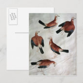 Five Jays, from the Vallardi Album ポストカード (正面/裏面)