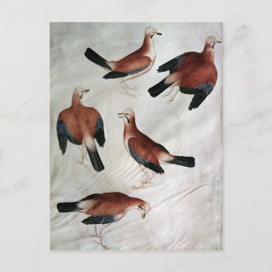 Five Jays, from the Vallardi Album ポストカード (正面)