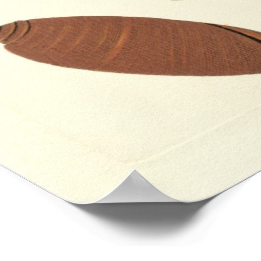 Five of a Kind Seashells ポスター (角)