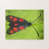 Five-Spot Burnet Moth写真パズルとギフトボックス ジグソーパズル (横)