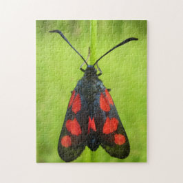 Five-Spot Burnet Moth写真パズルとギフトボックス ジグソーパズル