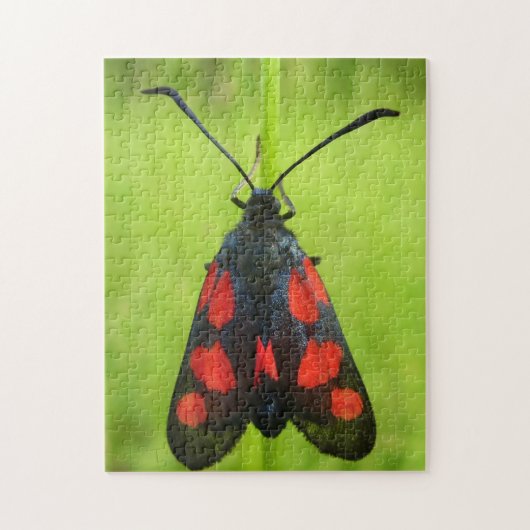 Five-Spot Burnet Moth写真パズルとギフトボックス ジグソーパズル (縦)