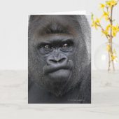 Flachlandgorilla、Gorilla gorilla、 カード (黄色い花)