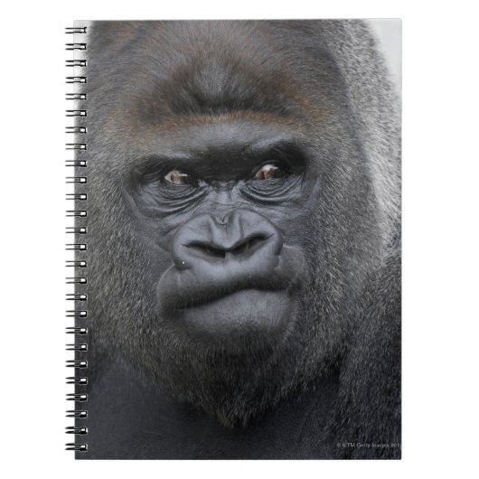 Flachlandgorilla、Gorilla gorilla、 ノートブック (正面)