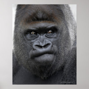 Flachlandgorilla、Gorilla gorilla、 ポスター